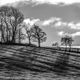  Furrows And Trees